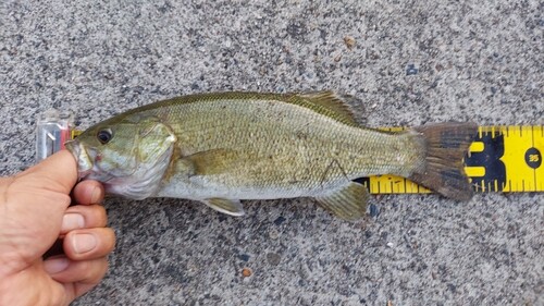 スモールマウスバスの釣果