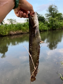 ニホンナマズの釣果