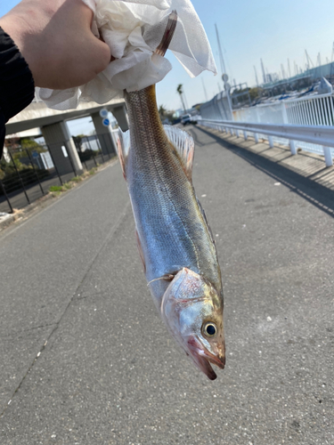 セイゴ（タイリクスズキ）の釣果