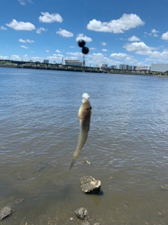 マハゼの釣果