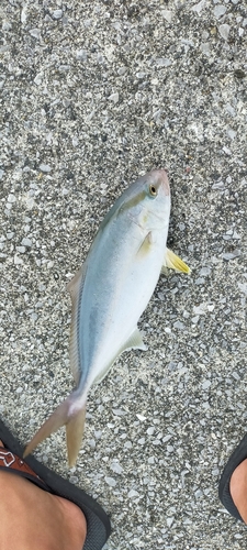 ショゴの釣果