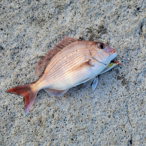 タイの釣果