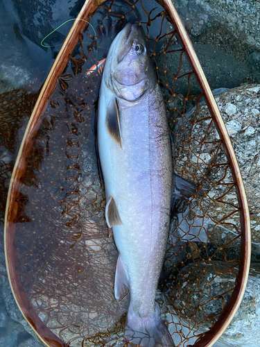 イワナの釣果