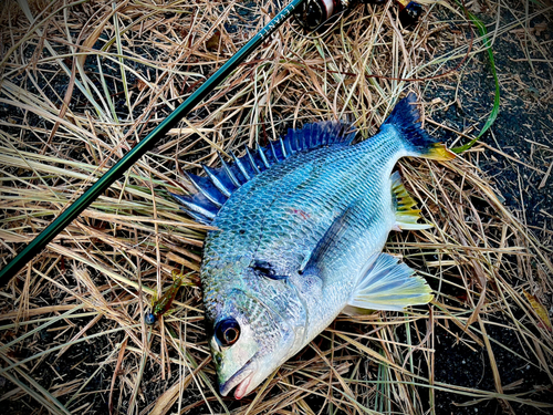 キビレの釣果