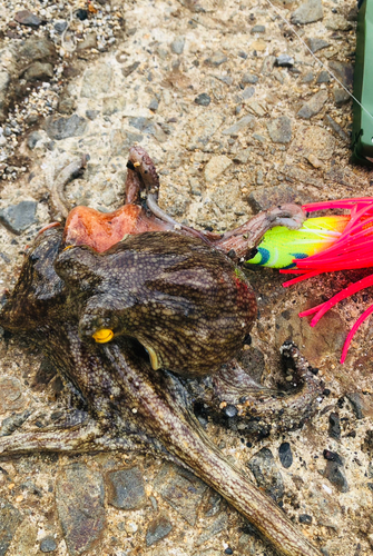 タコの釣果