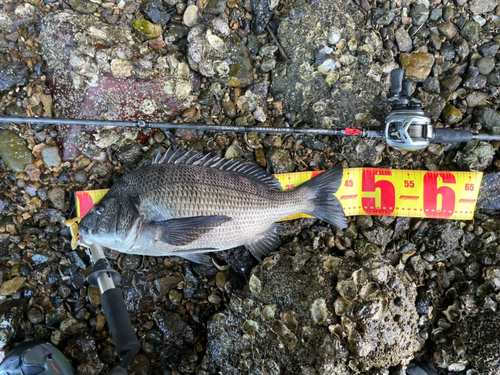 クロダイの釣果