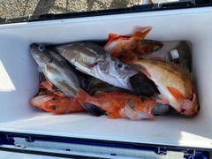 アラの釣果