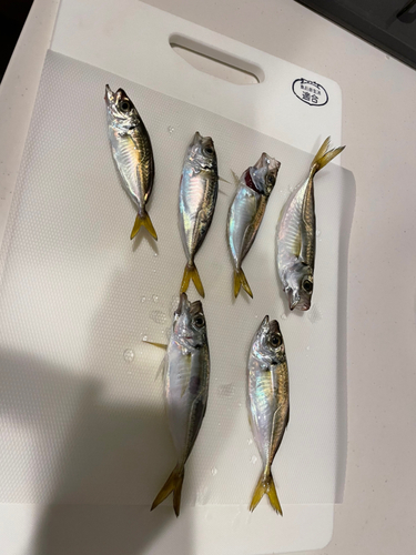 アジの釣果