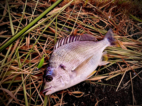 キビレの釣果