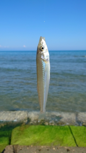 キスの釣果