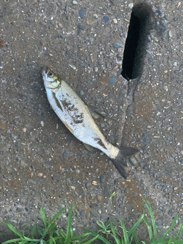 ワタカの釣果