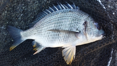 キビレの釣果