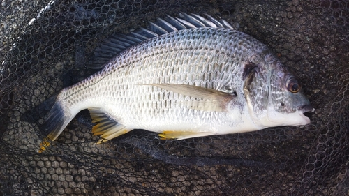 キビレの釣果