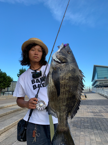 チヌの釣果