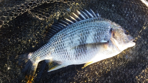 キビレの釣果