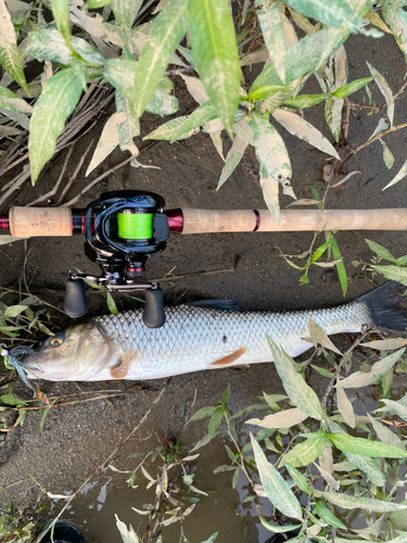 ニゴイの釣果