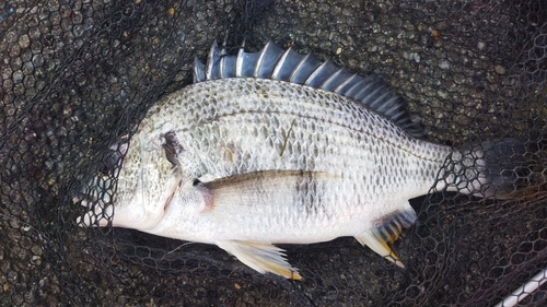 キビレの釣果