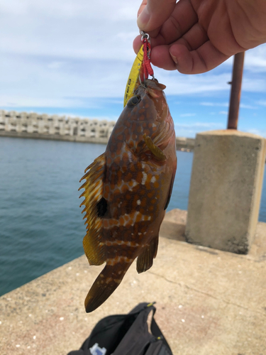 キジハタの釣果