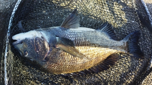 チヌの釣果