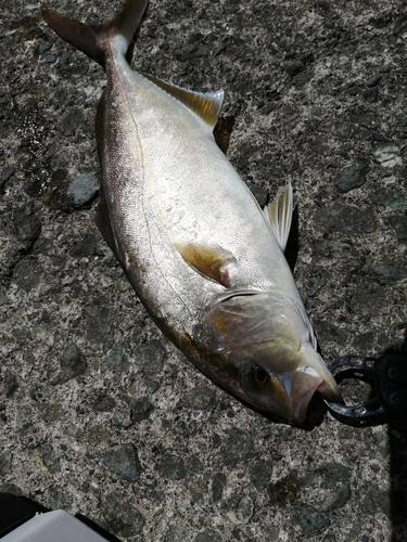 ショゴの釣果