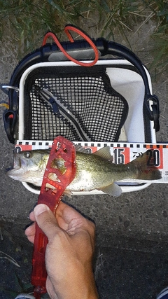 ラージマウスバスの釣果