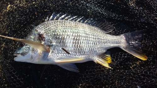 キビレの釣果