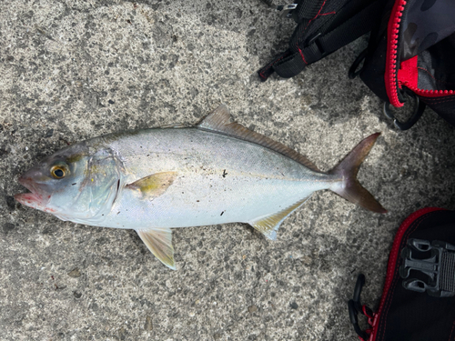 ネリゴの釣果