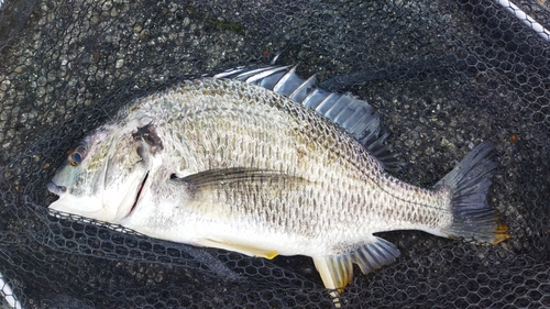 キビレの釣果