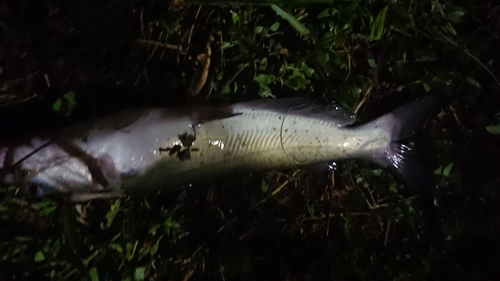 アメリカナマズの釣果