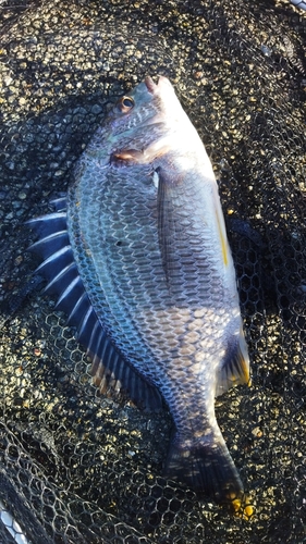 キビレの釣果