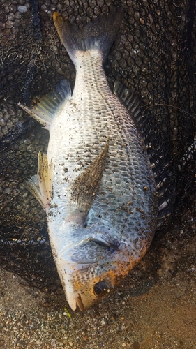 キビレの釣果