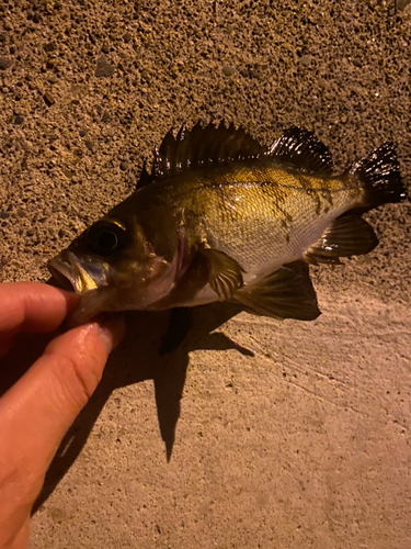 シロメバルの釣果