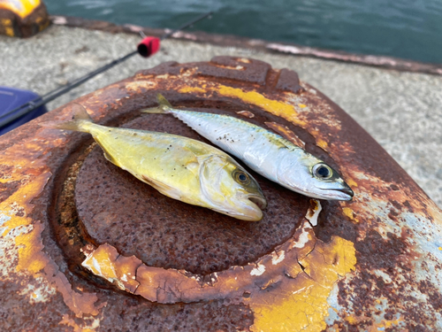 ツバスの釣果