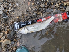 ハスの釣果