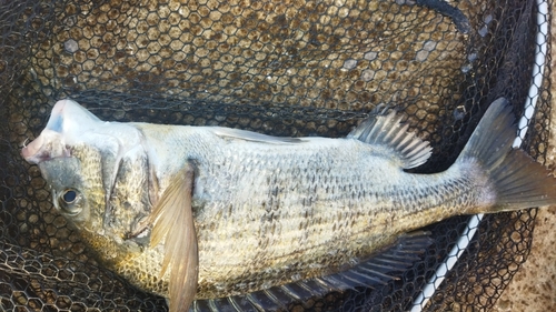 チヌの釣果