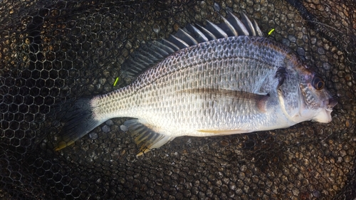 キビレの釣果