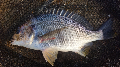 キビレの釣果