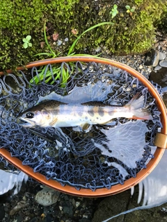 アマゴの釣果