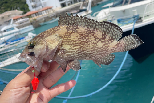 イシミーバイの釣果