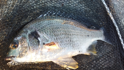 キビレの釣果