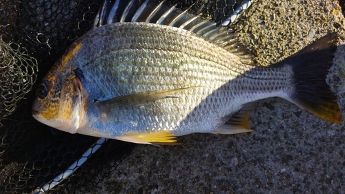 キビレの釣果