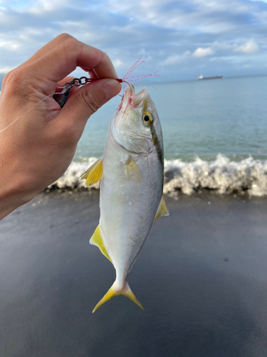 ショゴの釣果