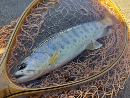 ヤマメの釣果