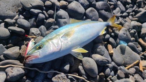 ワカシの釣果