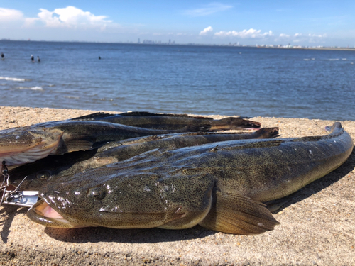 マゴチの釣果