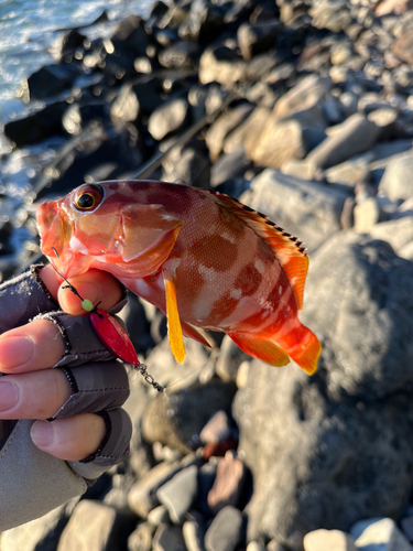 アカハタの釣果