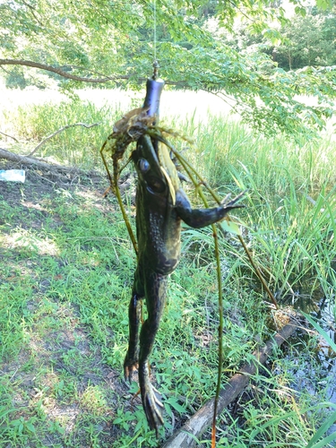 ブラックバスの釣果