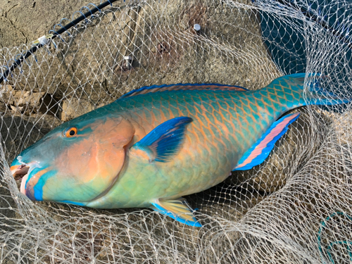 ヒブダイの釣果