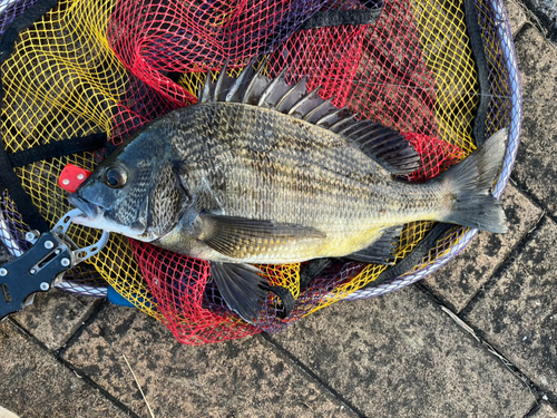 クロダイの釣果