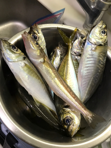 アジの釣果